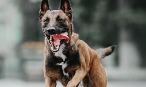 Pet Dental Care
