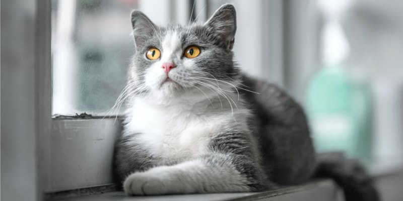 A-Animal Clinic & Boarding Kennel | Fort Worth Vet
