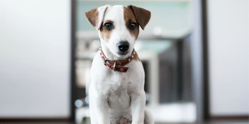A-Animal Clinic & Boarding Kennel | Fort Worth Vet